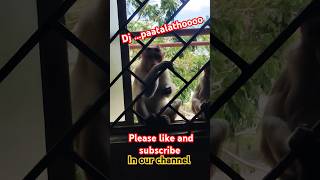 Dj paatalathoooo monkeydance viralshorts trending ytshorts [upl. by Tansy]