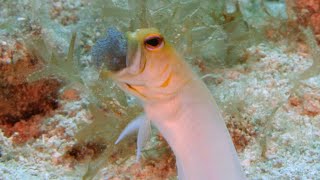 Yellowhead Jawfish with Eggs 4K [upl. by Atled447]