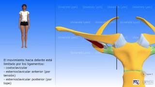 La articulación esternoclavicular [upl. by Enelehcim917]