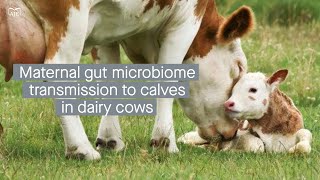 Vertical transmission of maternal gut microbiome features to calves in dairy cows [upl. by Gosney545]