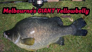 Metro GIANTS  Albert Park Lakes massive Yellowbelly [upl. by Krasner43]