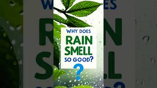 Why Does Rain Smell So Amazing Discover Science shorts naturefacts [upl. by Storz]