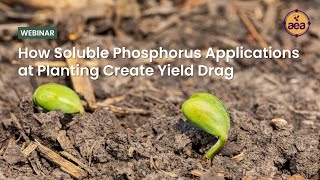 How Soluble Phosphorus Applications at Planting Create Yield Drag [upl. by Nnazil941]