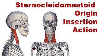 Sternocleidomastoid Anatomy Origin Insertion amp Action [upl. by Enaenaj]