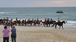 98th Annual Chincoteague Pony Swim Beach Walk  July 24 2023 [upl. by Rubina]