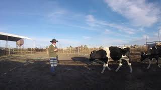 “Buster” registered cattlemaster cowdog [upl. by Aniles]