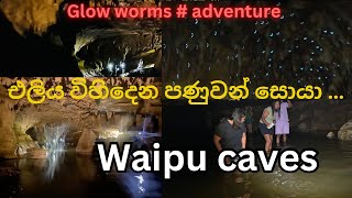 Waipu cave in New Zealand MP vlog New Zealand dairy farming lifeනවසීලන්ත ගොවිපලක සවාරිය [upl. by Neirad508]