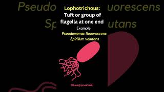 Arrangement of Bacterial Flagella  Monotrichous Amphitrichous Lophotrichous Peritrichous [upl. by Yllor]