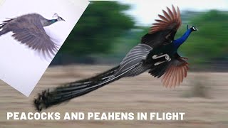 Peacocks and Peahens in Flight  Part Two  Peacock Flying  Peahen Flying [upl. by River]