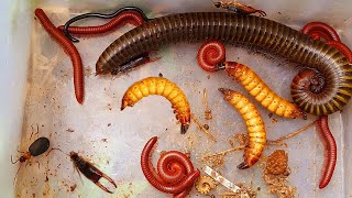 One Giant Millipede and Many Red Millipedes in the Wet Colony of the Building insects aminals [upl. by Cthrine]