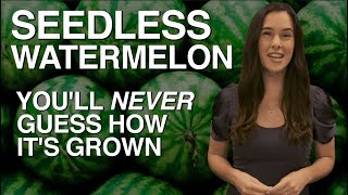 SEEDLESS Watermelon — Youll Never Guess How Its Grown [upl. by Hull]