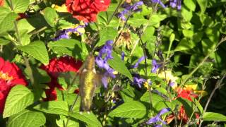 Hummingbird Moth versus Hummingbird [upl. by Gridley740]