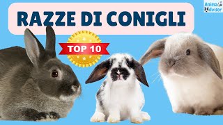 Razze di Conigli Domestici Scopri Le più Diffuse 🐰🐰 [upl. by Basil]