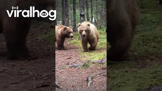 Close Encounter With Alaskan Brown Bears  ViralHog [upl. by Sredna]