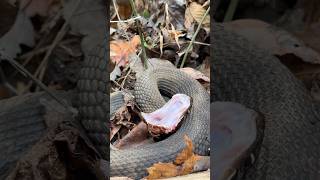 Cottonmouth Showing Me His Fangs [upl. by Nosyaj]