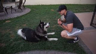 Alaskan Malamute Tricks  Extremely Well Trained Dog [upl. by Limak674]