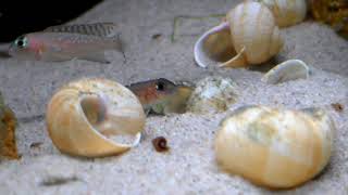 Wild Lamprologus ornatipinnis quotstripedquot spawning  Tanganyika shell dwellers  Muszlowcepl [upl. by Nednarb87]