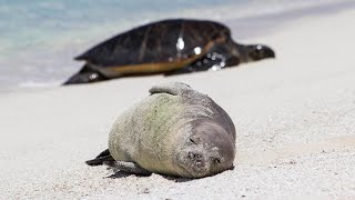 Repairing Earth Researchers scramble to battle habitat loss for Hawaii’s honu monk seals [upl. by Nyrtak]