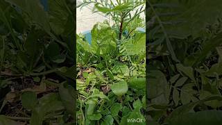 Harvesting organic vegetables at terrace garden 🏡organicgardening shortsterracegardan viral [upl. by Croydon]