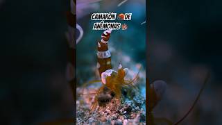 Camarón 🦐 de anémonas 🪸🌊 El Pequeño Guardián del Arrecife 🌊 curiosidades sabiasque [upl. by Noman]