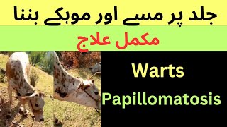 Papillomatosis  Warts  Masay  Mohkay cause treatment in cattle  horse  buffalo  sheep  goat [upl. by Adnilahs411]