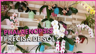 QUAL A LUMINOSIDADE IDEAL PARA A ORQUÍDEA PHALAENOPSIS  Respondendo inscritos [upl. by Buderus]