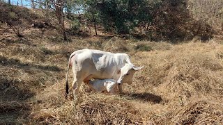 Empezando bien el año 2024 con nueva cría en el rancho  Soy Francisco Vargas [upl. by Brunhilda510]