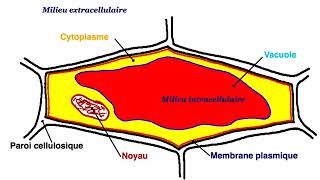 Diffusion et déplamolyse [upl. by Tobin]