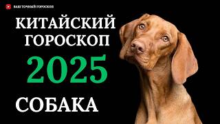 СОБАКА 2025  ПОДРОБНЫЙ КИТАЙСКИЙ ГОРОСКОП НА 2025 ГОД [upl. by Ainegue]