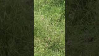 Ithu oru poomalai pozhuthu chitu kuruvi naturel natural naturelovers nature green song [upl. by Harriet]