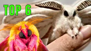 Top 6 CUTEST MOTHS [upl. by Harley]