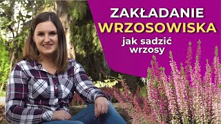 Zakładanie wrzosowiska  jak sadzić wrzosy [upl. by Eidur359]