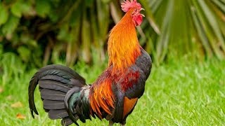 Most beautiful rooster sound [upl. by Ranna]