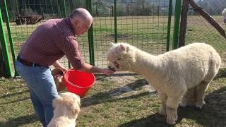 Dalle Ande al Mugello allevare alpaca a Marzano [upl. by Kcirtemed]