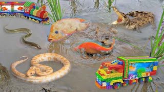 So Amazing Catching Colorful Betta Fish In The River Cute Catfish Ornamental Fish Turtle Bird Wolf [upl. by Arjun904]