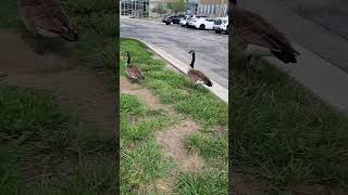 Cackler Geese at office Lenexa Olathe Overland Park Kansas City Kansas [upl. by Razatlab]