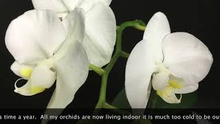 Phalaenopsis orchid in full bloom Growing in Sphagnum Moss orchids sphagnummoss Phalaenopsis [upl. by Hunter]