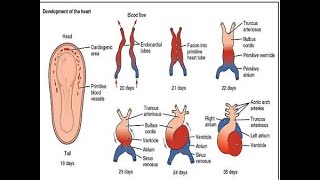 Embryology and development of the premordial cardiovascular system [upl. by Jonah]