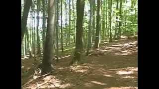 Wandern am Katzenbuckelmp4 [upl. by Eural]