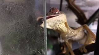 Uroplatus lineatus Lined leaftail gecko Drinking off glass [upl. by Nations630]