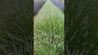 LAVENDER in the COTSWOLDS nature lavender lavenderfields cotswolds relaxing placestovisit [upl. by Akcirderf]