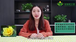 黃玫瑰的花語是什么意思 [upl. by Grega]