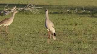 Redlegged Seriemas calling in the Brazilian Pantanal [upl. by Cannell532]