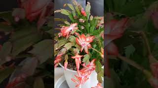 № 7 자몽 오렌지색 가재발선인장 게발선인장 christmascactus cactus zygocactus 베토벤소나타 월광소나타 JoannaTV shorts [upl. by Aelram662]