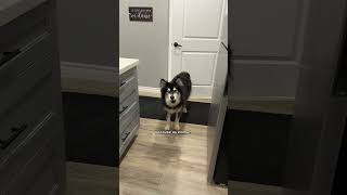 My husky does not like daylight savings Husky Huskies DogVideos ￼ [upl. by Ellerehs11]