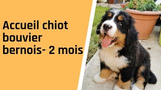 Accueil de notre Chiot Bouvier Bernois de 2 mois [upl. by Map266]