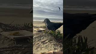 Raven Windy Day Ocean Beach San Francisco raven corvid bird windy oceanbeach sanfrancisco [upl. by Ready247]