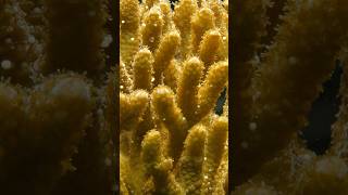 Filming Corals at the calacademycalacademy  DeepLook Shorts [upl. by Musihc82]