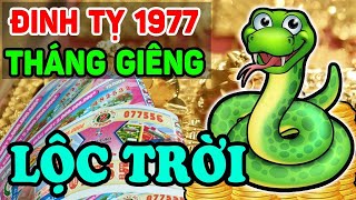 Tử Vi Tuổi Đinh Tỵ 1977 Tháng 1 Âm Ra Tết RỦNG RỈNH TIỀN TIÊU Vàng Đắp Đầy Người  LPTV [upl. by Massingill]