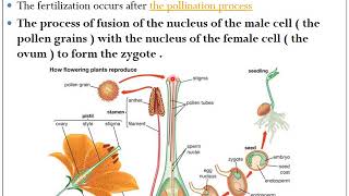 Fertilization and Parthenocarpy  HORT 111  Dr P R Chaudhary [upl. by Esten]